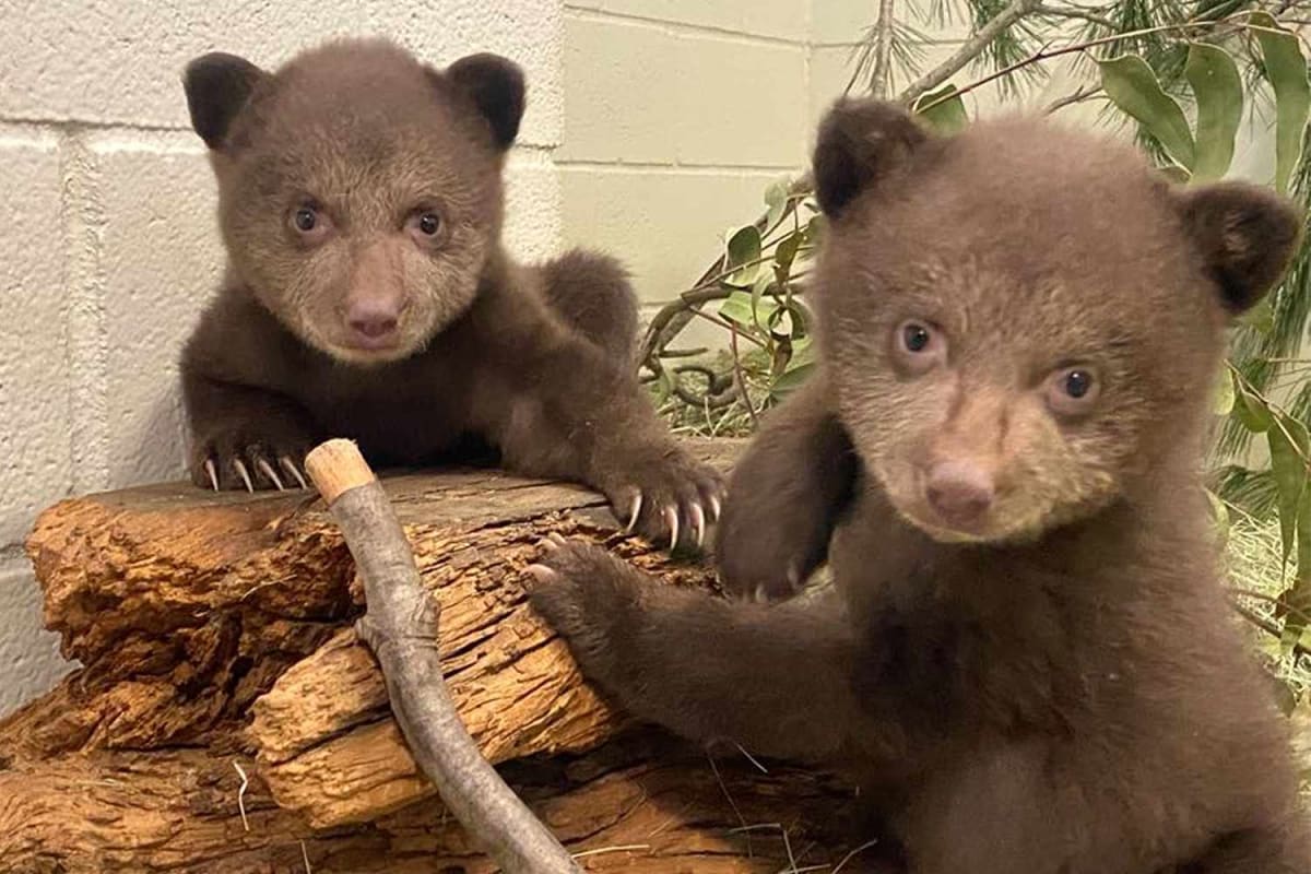 Orphaned Bear Cubs Reach Major Milestone in California