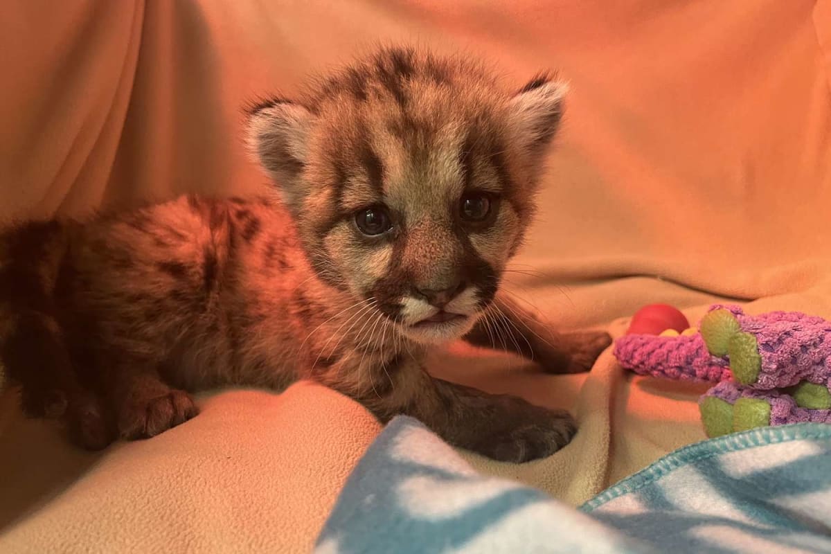 Tiny mountain lion cub Crimson looking at camera during rescue at Oakland Zoo