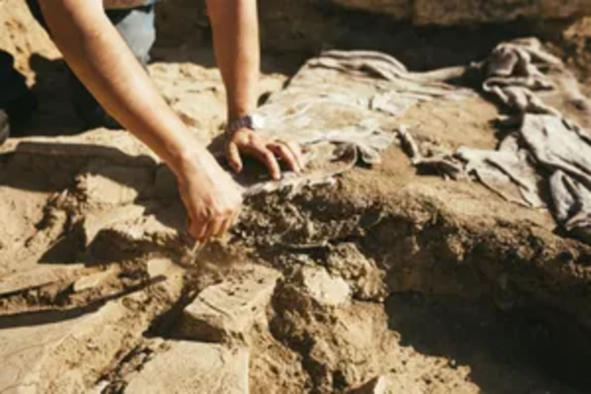 11-Year-Old Kansas Boy Discovers 85-Million-Year-Old Fossil - Image 4