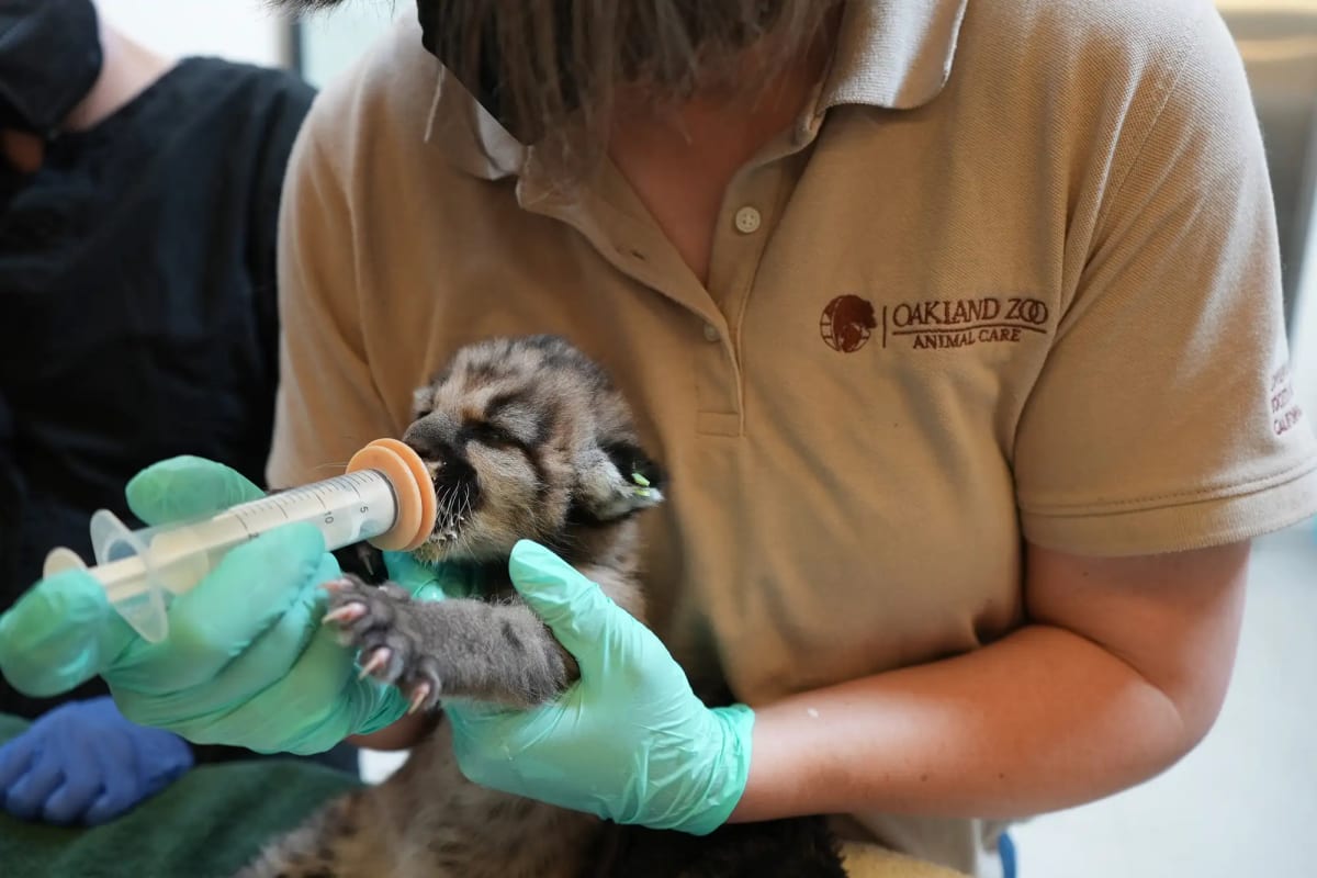 Abandoned Mountain Lion Cub Crimson Saved by Zoo Team - Image 5
