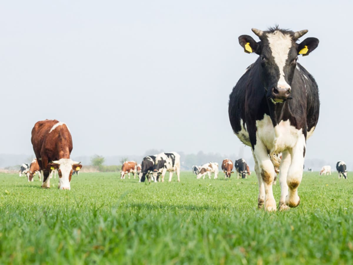 Dairy Farms Cut Emissions With Solar Power and Smart Practices