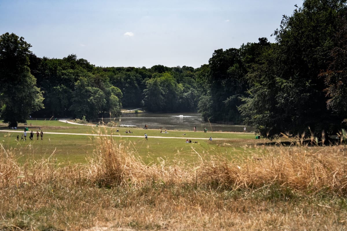 Belgium's Bold Plan: Reforest 278,000 Hectares by 2050