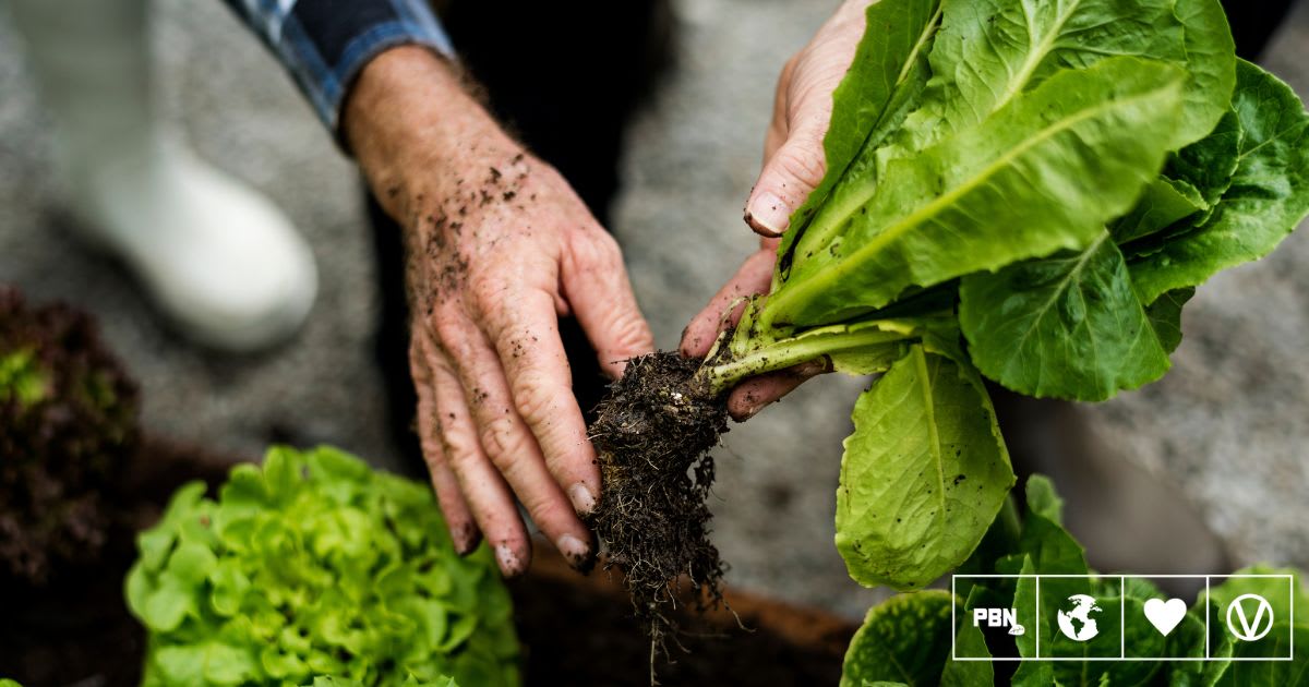 Scientists Grow Animal Protein in Plants for Better Veggie Burgers