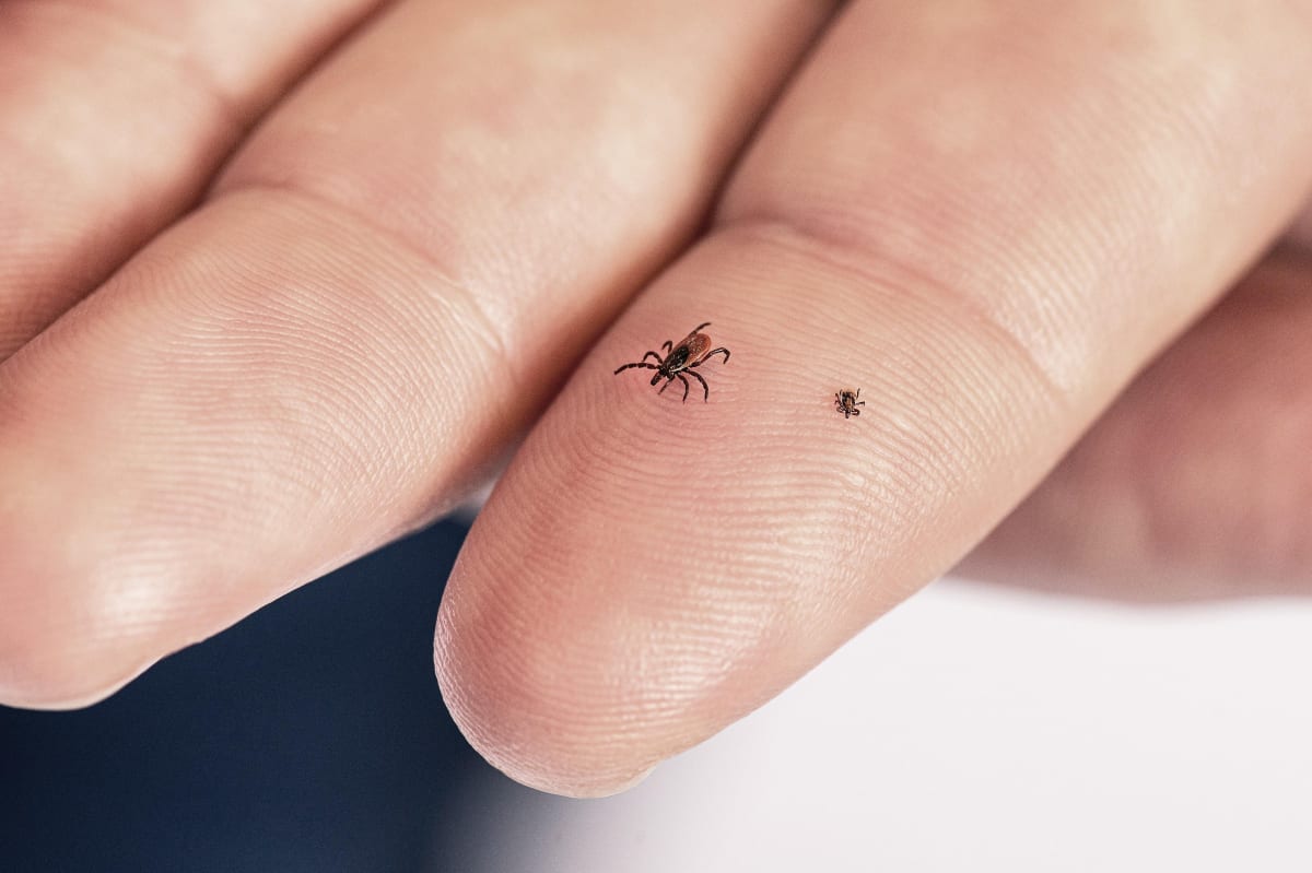 Scientists Close to Universal Vaccine Against All Tick Diseases - Image 4