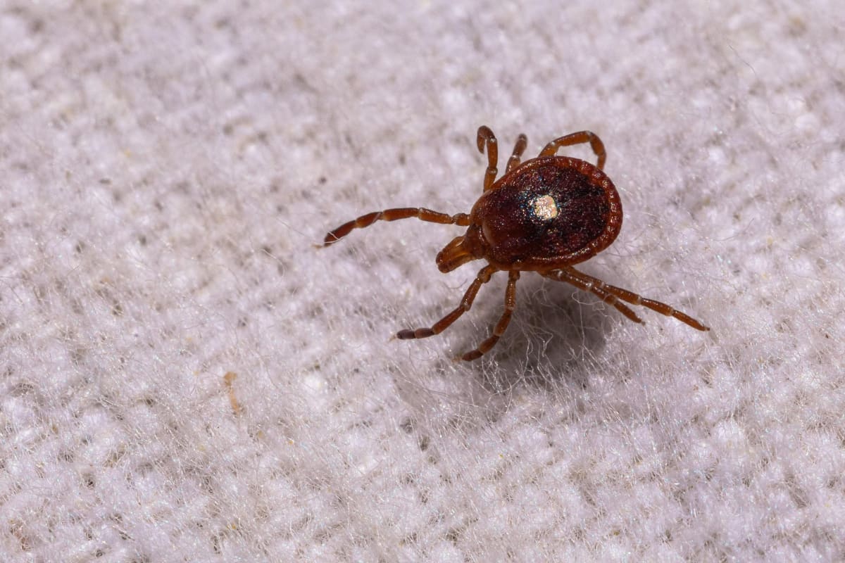 Scientists Close to Universal Vaccine Against All Tick Diseases - Image 5