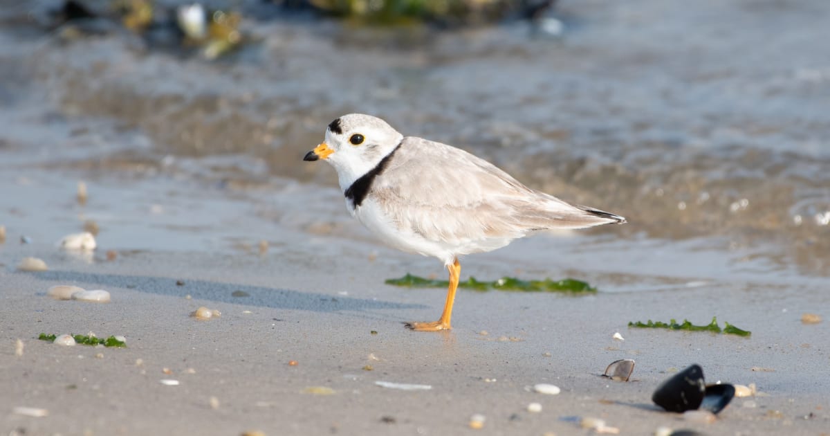 New York Celebrates 21 Years of Endangered Species Wins - Image 2