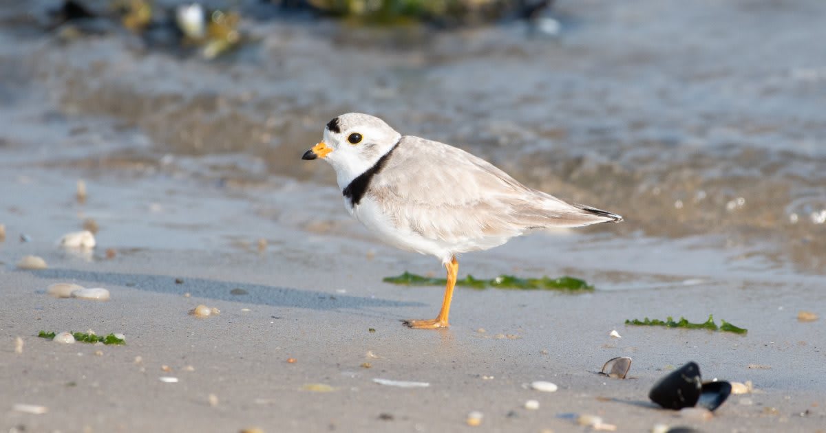 New York Celebrates 21 Years of Endangered Species Wins