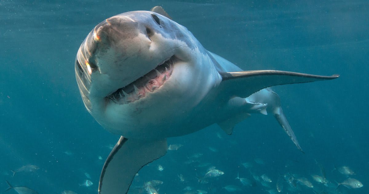 White shark swimming near the surface of dark blue Atlantic Ocean water off Maine coast