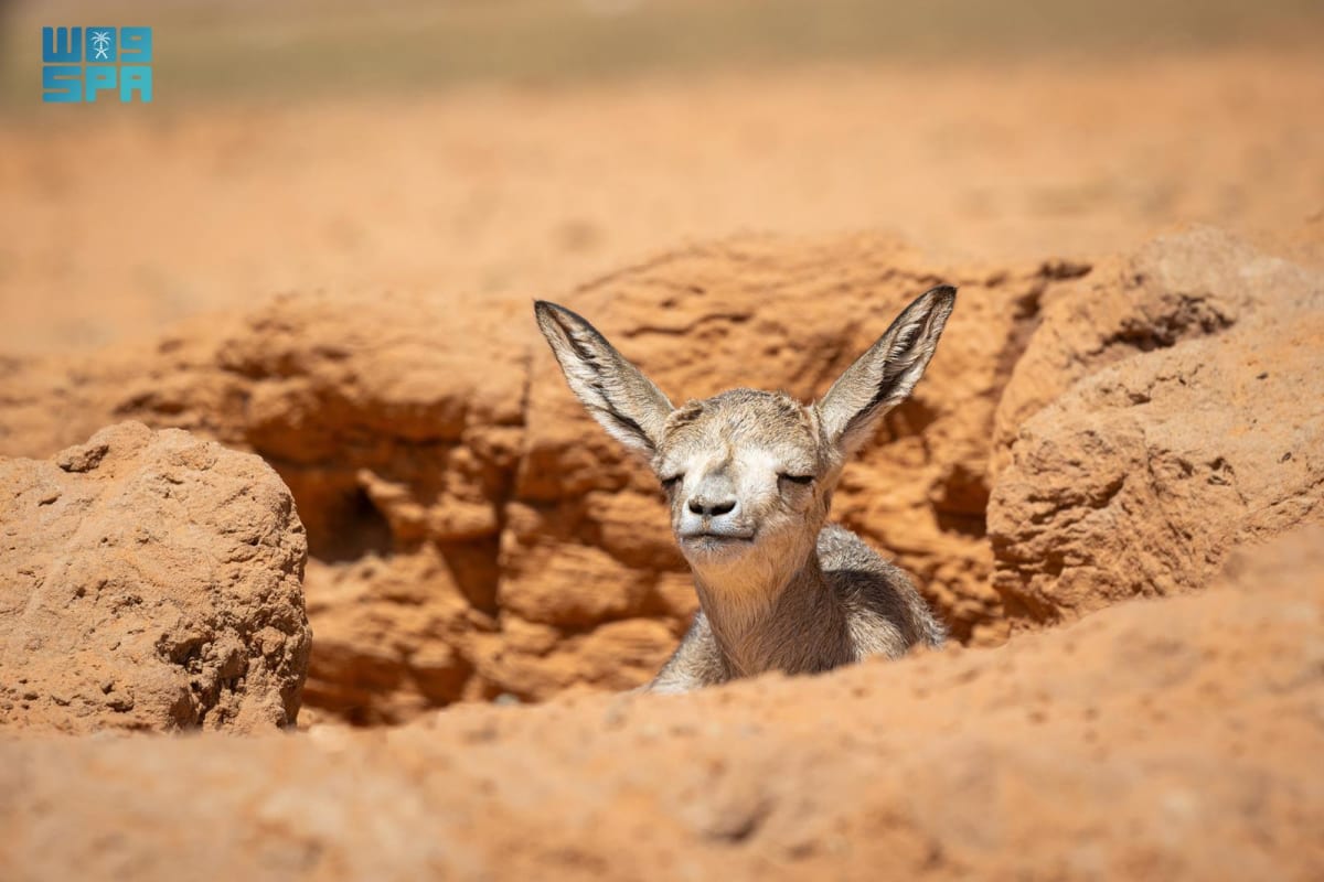 Saudi Arabia: 55 Oryx and Gazelles Born in Royal Reserves