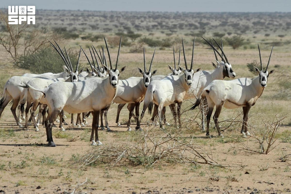 Saudi Arabia Brings Arabian Oryx Back From Extinction