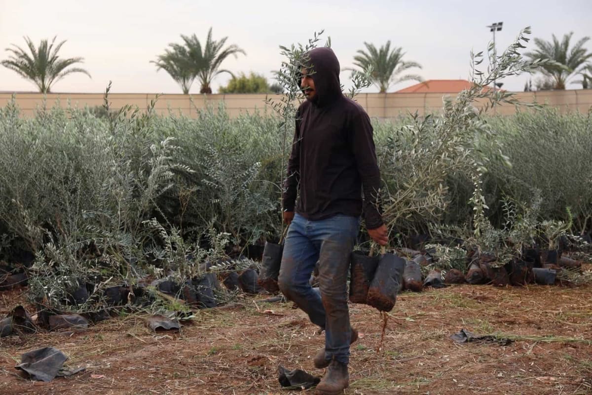 Palestinian farmers planting young olive tree saplings in rows across West Bank farmland