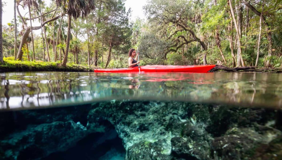 ** Dense green mangrove forest growing along tropical coastline with roots visible in water