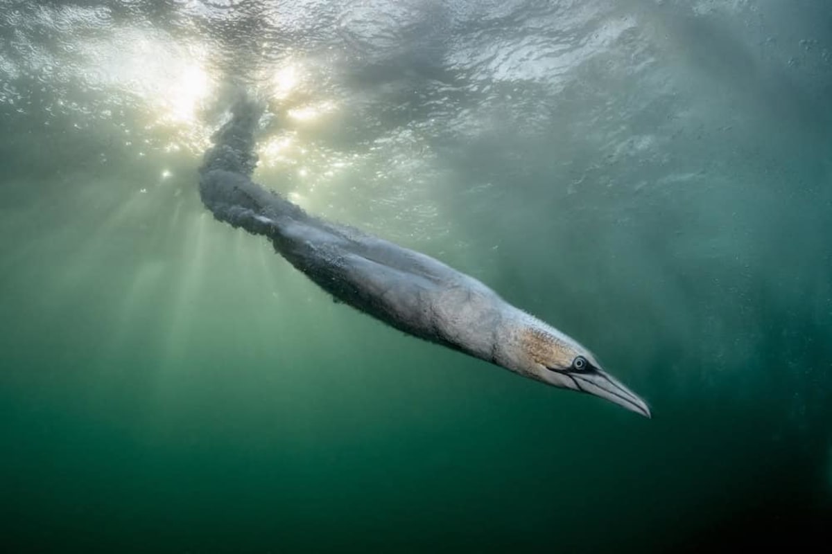 Northern gannet bird bursting through ocean surface with water splashing dramatically around it