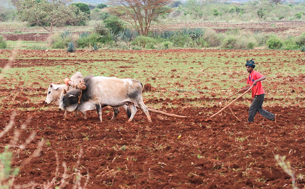 Ethiopia Lets Local Researchers Lead Poverty Solutions - Image 2