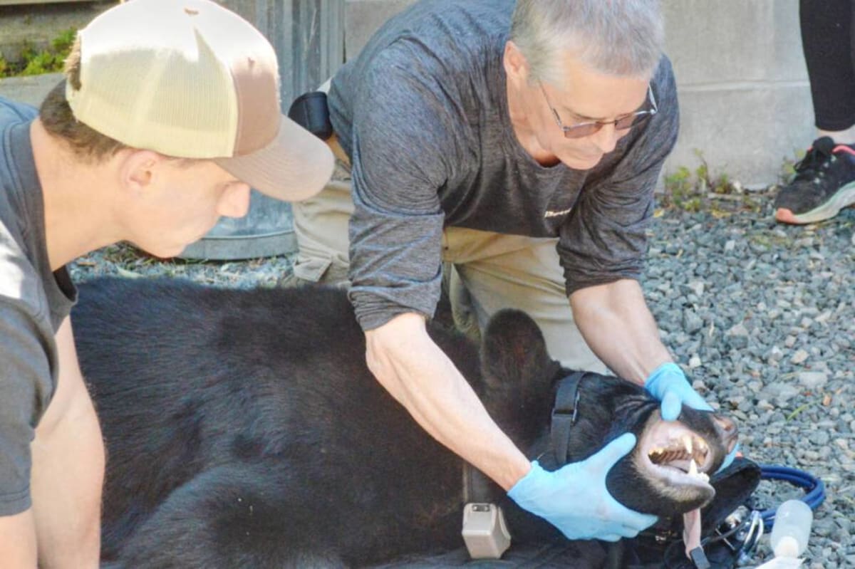 5 Orphaned Bear Cubs Return to Wild After 18 Months