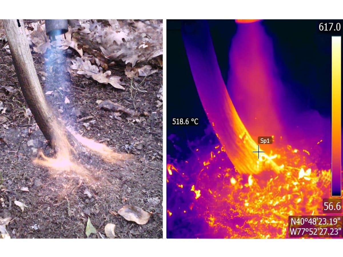 Penn State Fire Study Reveals Invasive Plant Secret - Image 2