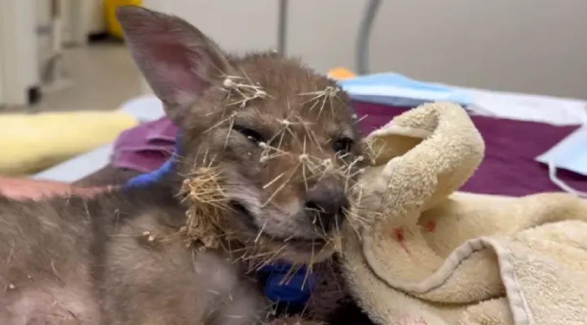 Baby Coyote Survives 400+ Cactus Spines in Arizona