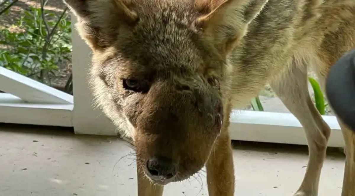 Coyote with visibly swollen face receiving care at wildlife rescue center in California