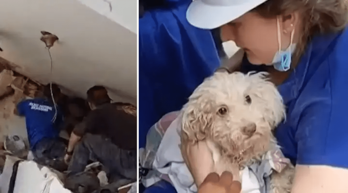 Dog Rescued Alive After 8 Days Under Collapsed Home