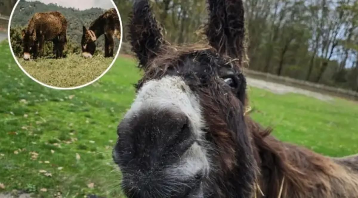 Spain's Donkeys Prevent Wildfires by Eating Their Way to Safety
