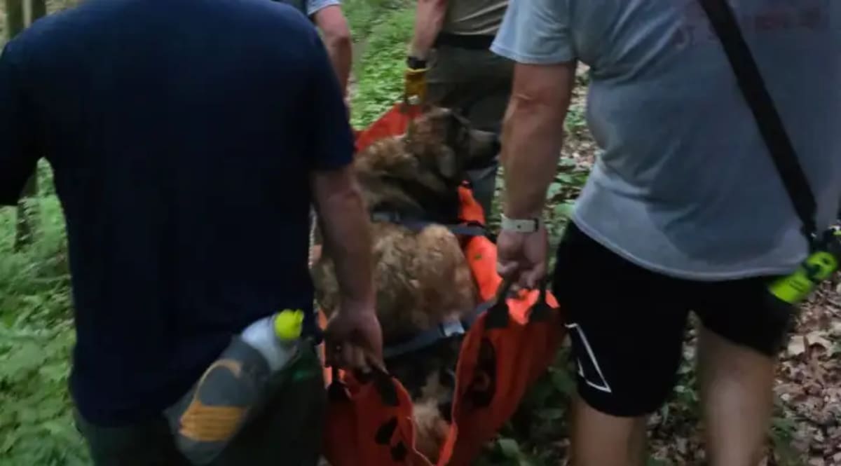 Volunteer firefighters carrying large black dog in orange rescue basket down wooded mountain trail