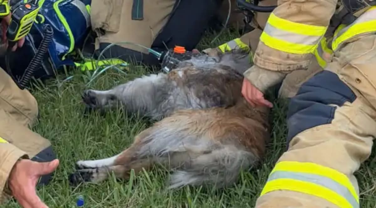 Firefighter in uniform holding small brown dog wrapped in blanket after smoke rescue
