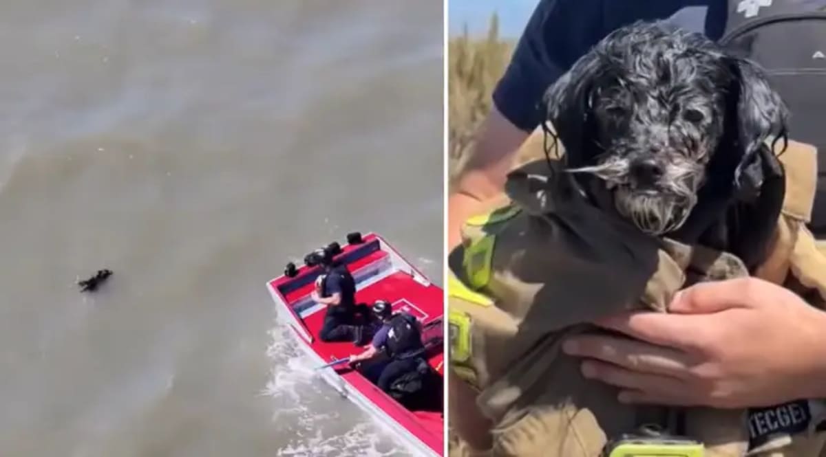 Small dog Prieta being held by firefighter after dramatic water rescue from San Francisco Bay
