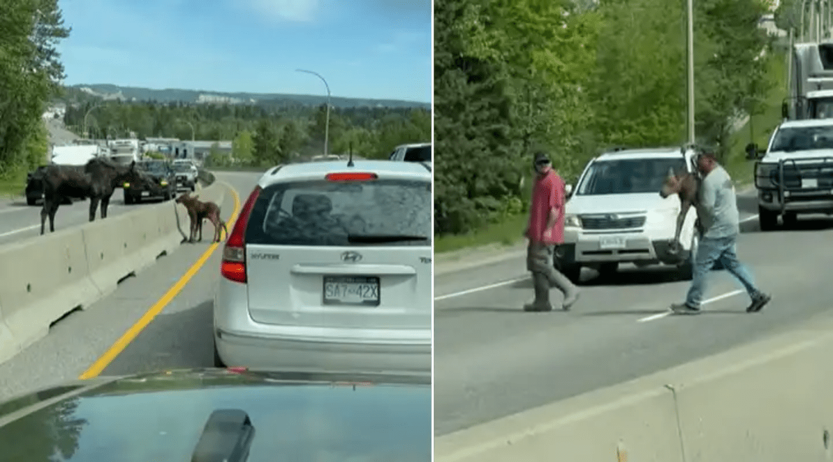 Man carrying small moose calf across highway while mother moose waits nearby