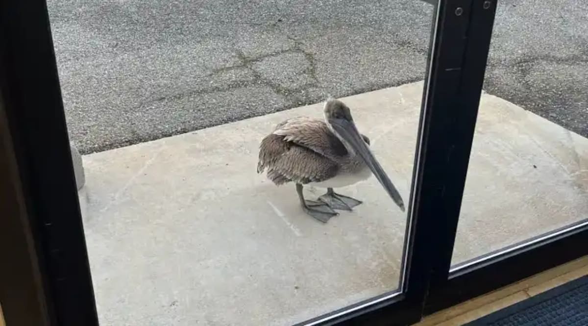 Injured Pelican Knocks on Florida Science Center Door