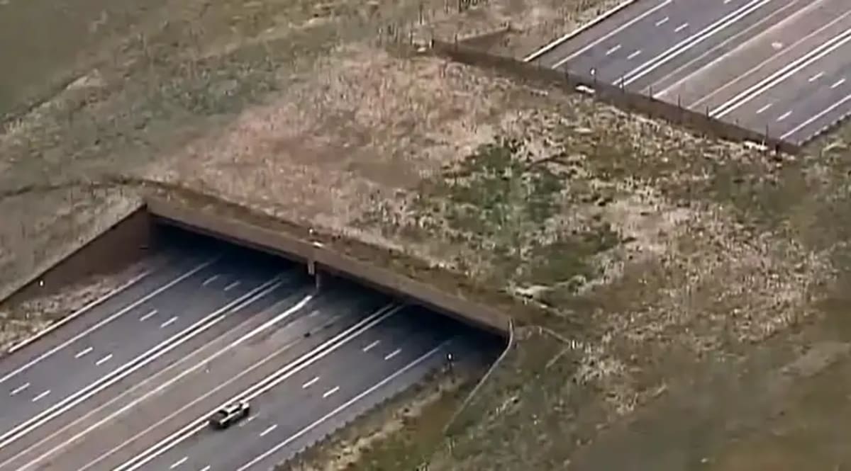 Colorado Wildlife Bridge Cuts Animal Collisions by 91%