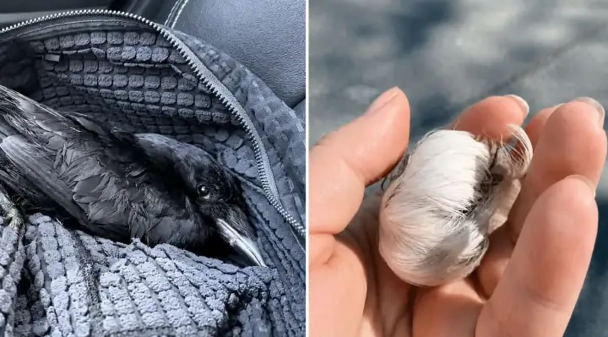 Woman holding rescued crow wrapped in cloth during transport to wildlife rehabilitation center