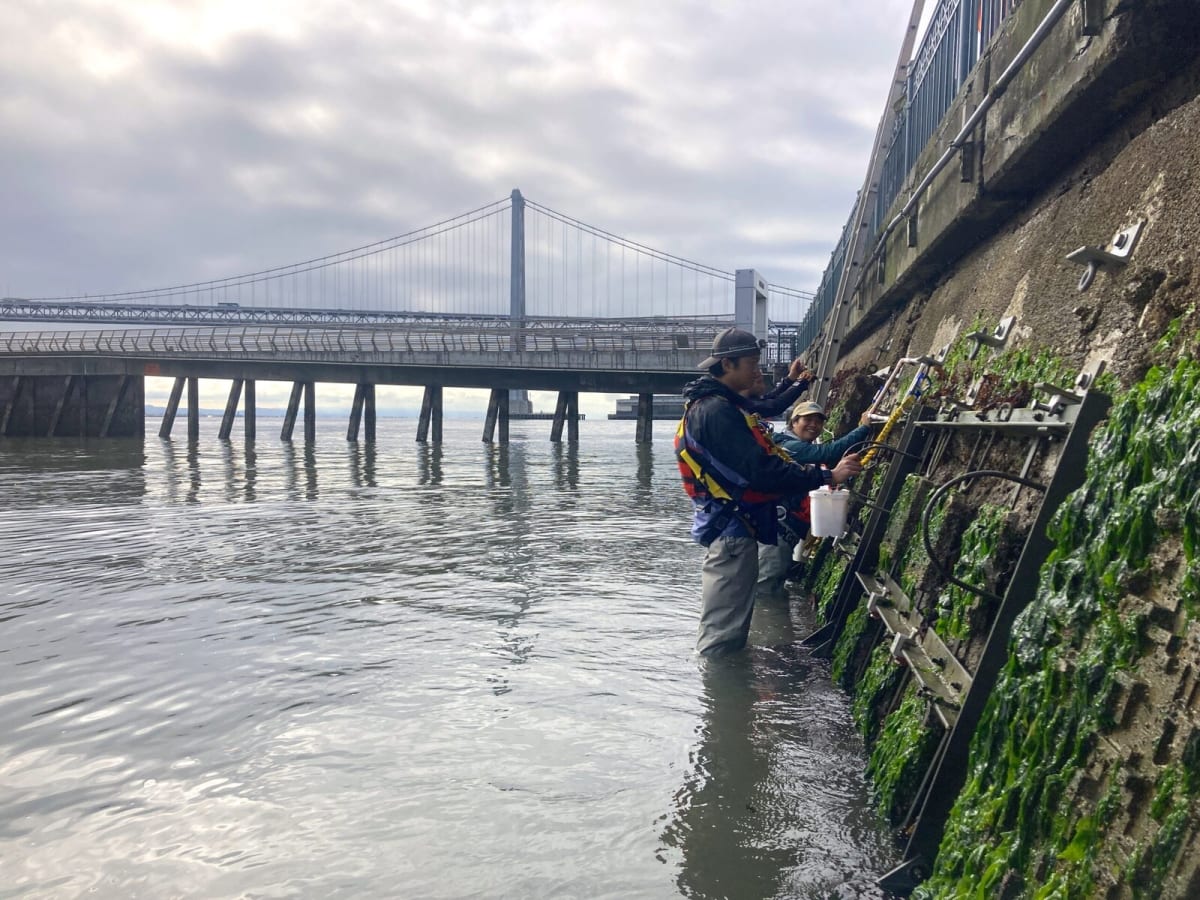 Scientist examining concrete tile covered in colorful seaweed and marine life from San Francisco Bay