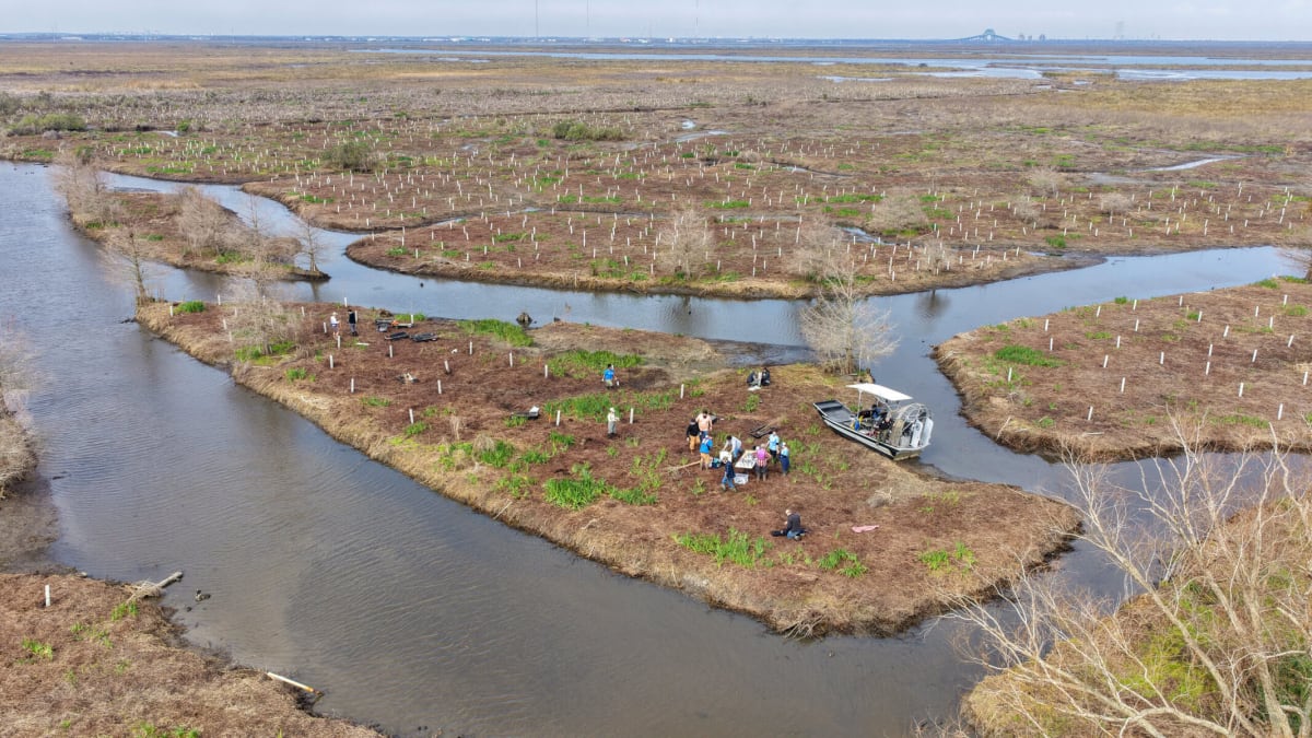 Louisiana Plants 30,000 Cypress Trees to Restore Wetlands