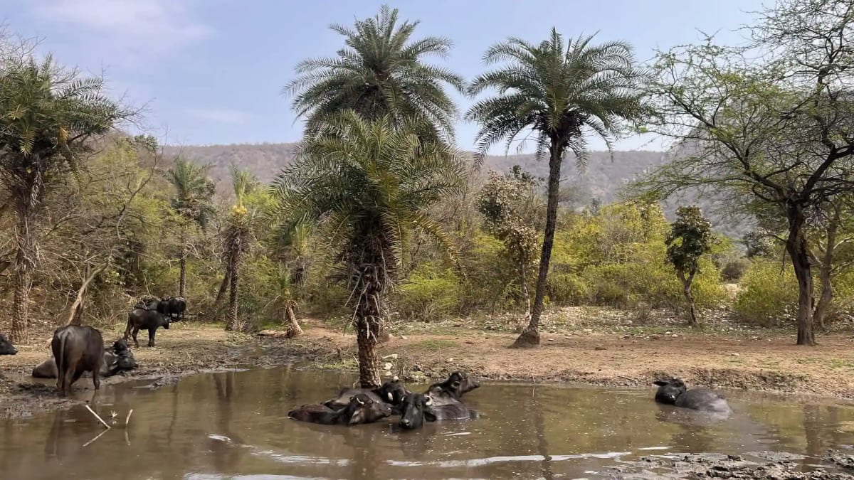 Stream flowing from ancient ficus tree roots in sacred grove in Rajasthan India
