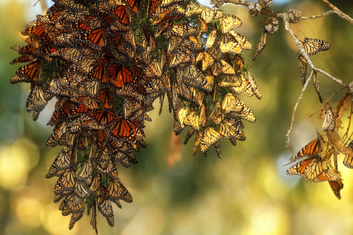 Orange and black monarch butterflies clustering together on eucalyptus tree branches at Pismo Beach