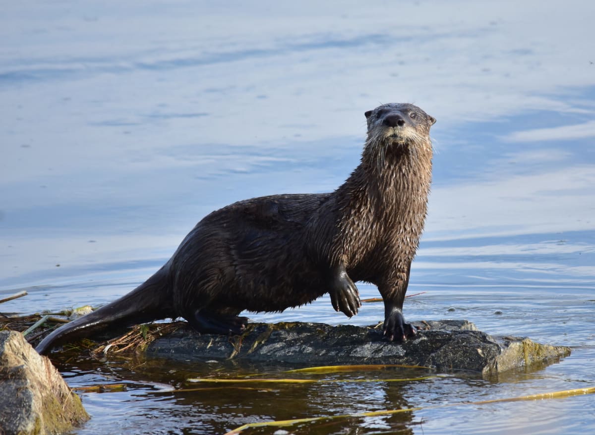 Colorado River Otters Make a Comeback After 50 Years