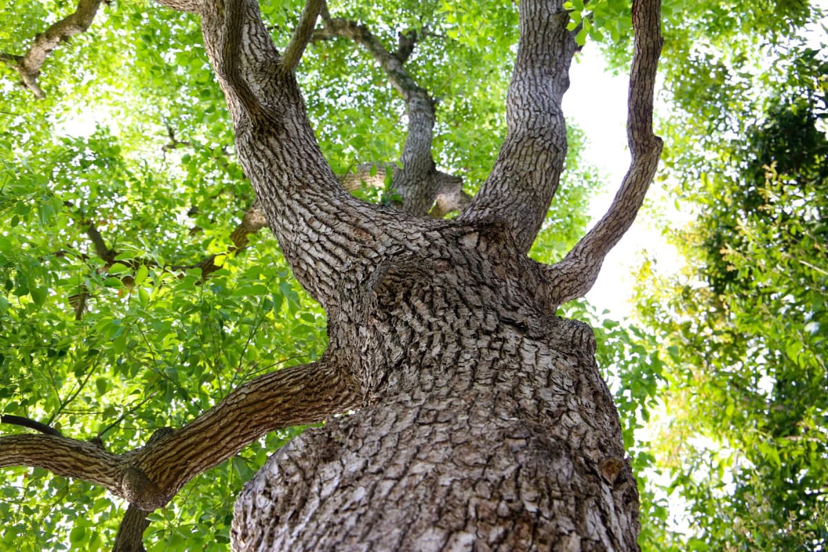 ** Ancient tree with massive trunk and spreading branches in Japanese landscape setting