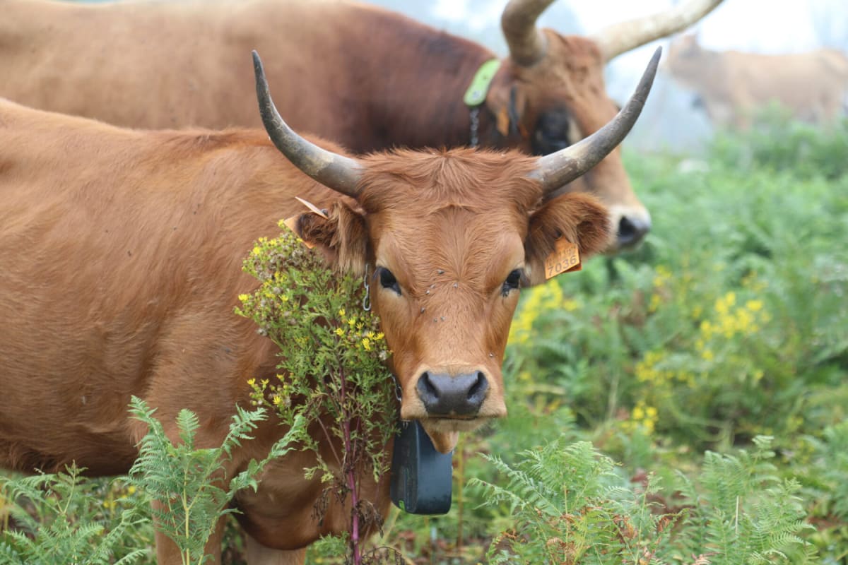 Spain's 'Goat-Cows' Are Fighting Wildfires by Grazing