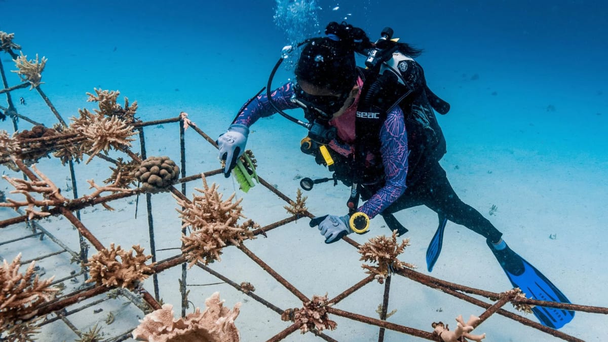 Women dive from boat into clear ocean waters for coral reef conservation training in Indonesia