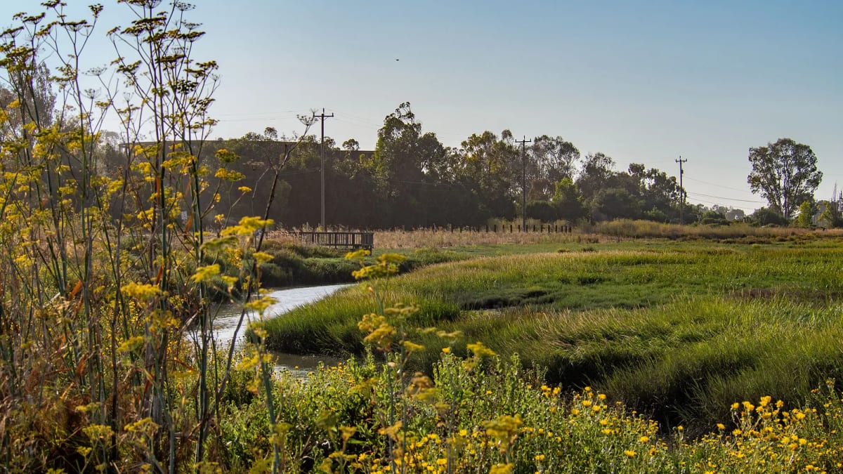 Bay Area's 'Living Levees' Protect Cities and Wildlife