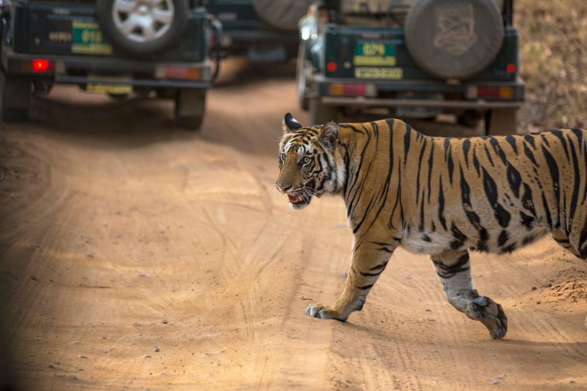 Women Lead India's Tiger Safaris After Breaking Barriers