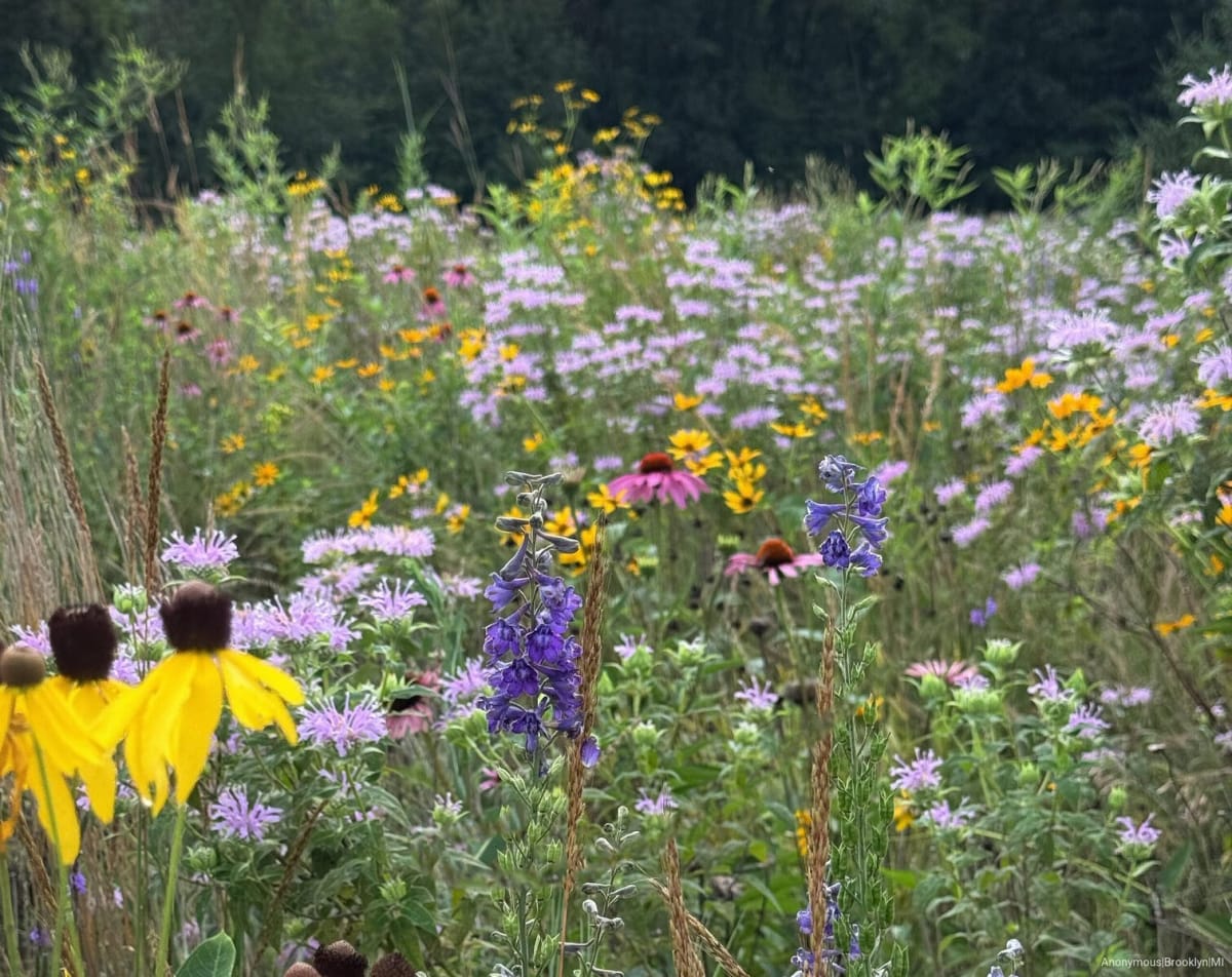 Sunny yellow wildflowers bloom in native plant garden beside outdoor bench and home