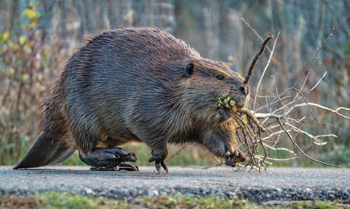 Oregon Unleashes Beavers to Save Salmon and Restore Rivers