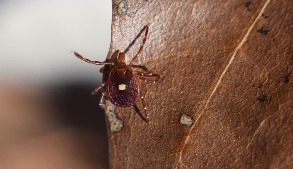 Two researchers in laboratory examining tick samples under microscope at University of Georgia