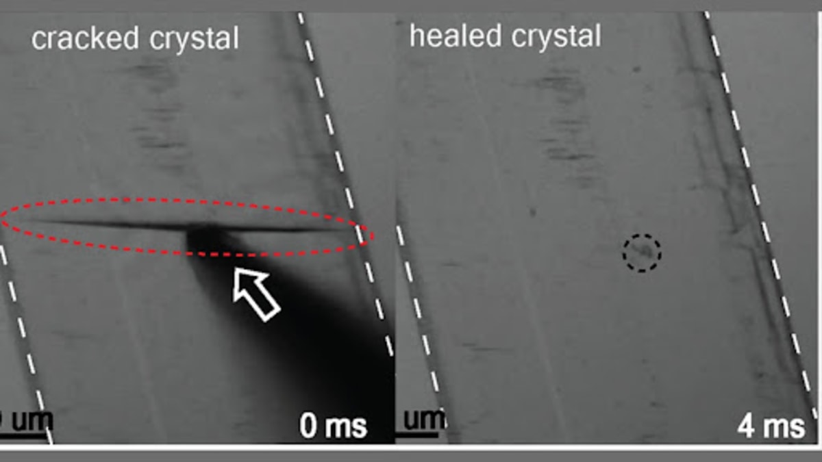 Close-up microscope view of molecular crystal healing a crack with needle applying pressure