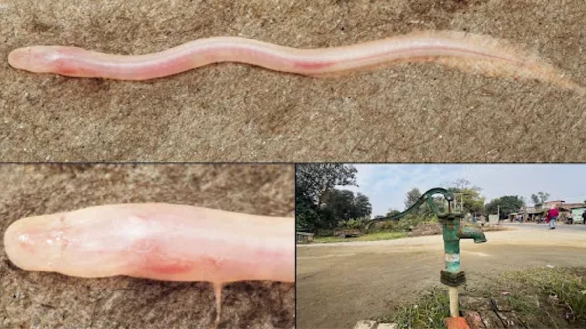 Tiny translucent blind eel with no pigment discovered in underground aquifers in Bihar India