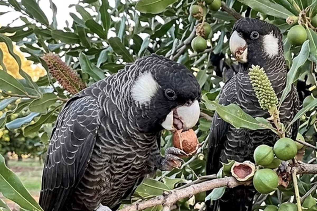 Black Carnaby's cockatoo perched among native banksia flowers in Western Australian woodland