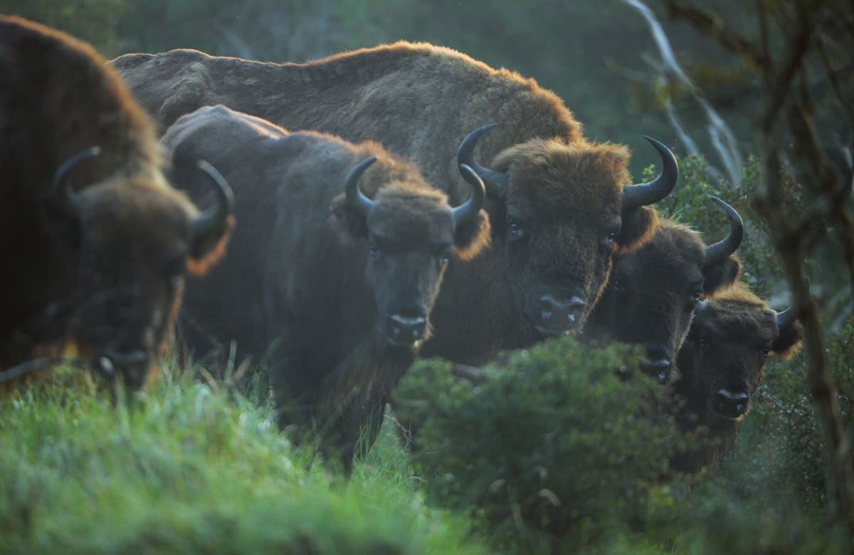 European bison walking through forested mountains in Romania's Southern Carpathian landscape