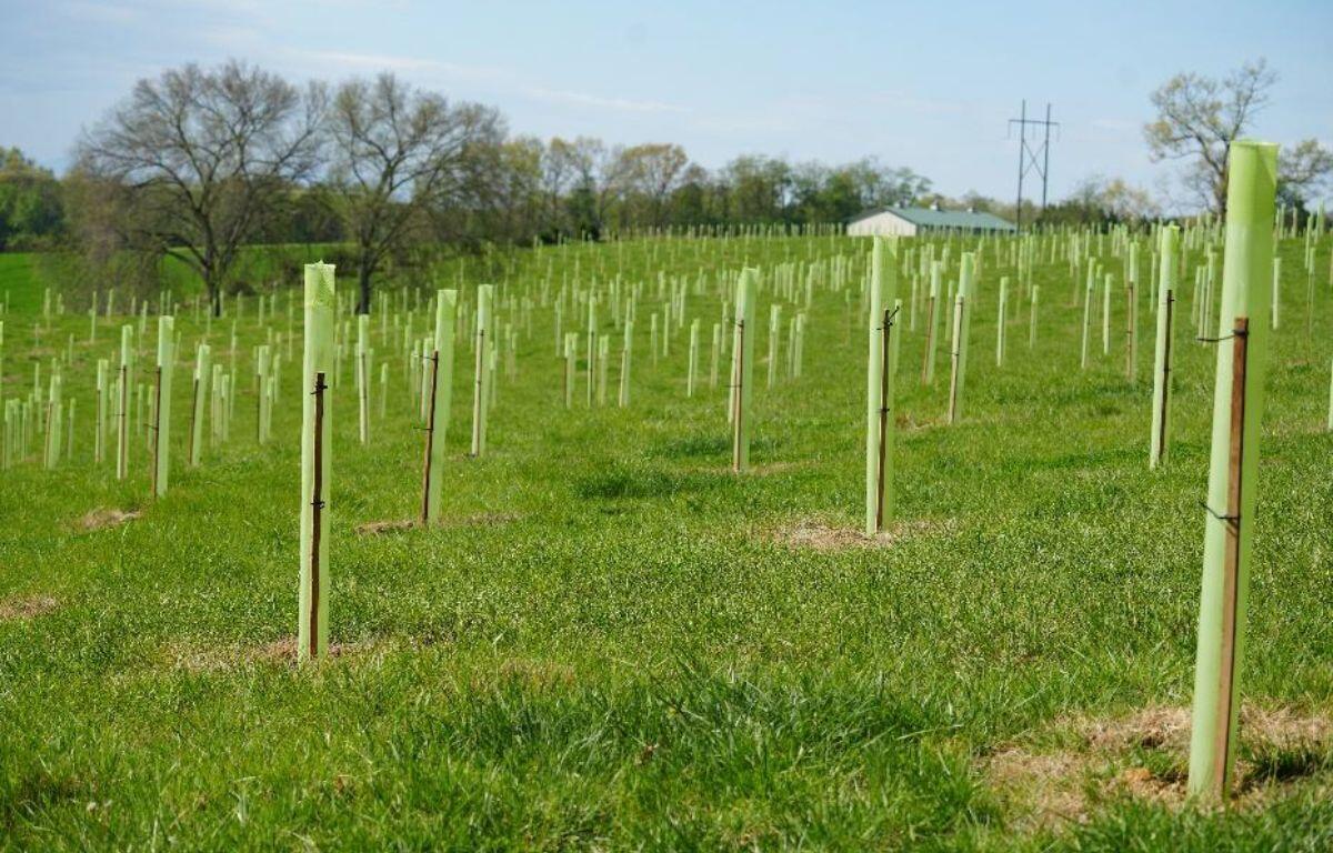 Harrisonburg Plants 30,000 Trees to Clean Chesapeake Bay - Image 2