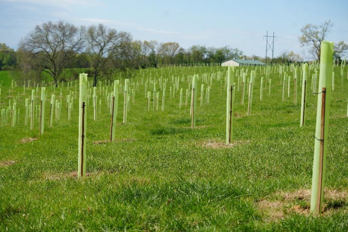 Harrisonburg Plants 30,000 Trees to Clean Chesapeake Bay